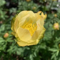 Trollius cultorum 'Alabaster'